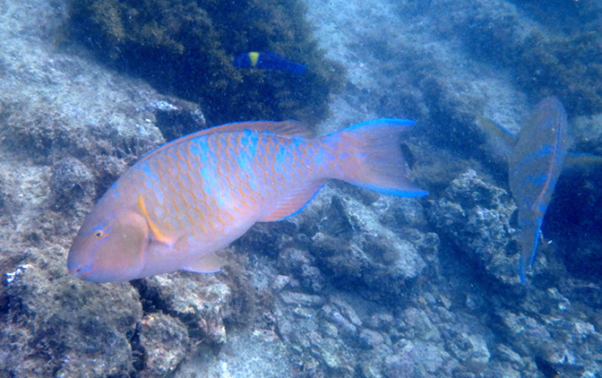 Parrotfish